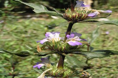 Hygrophila auriculata